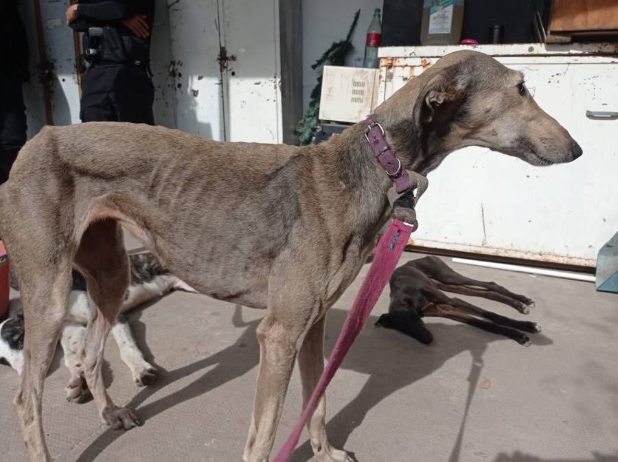 Se rescataron tres nuevos galgos maltratados en otro procedimiento en Funes